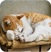 気持ちよさそうに寝ている猫