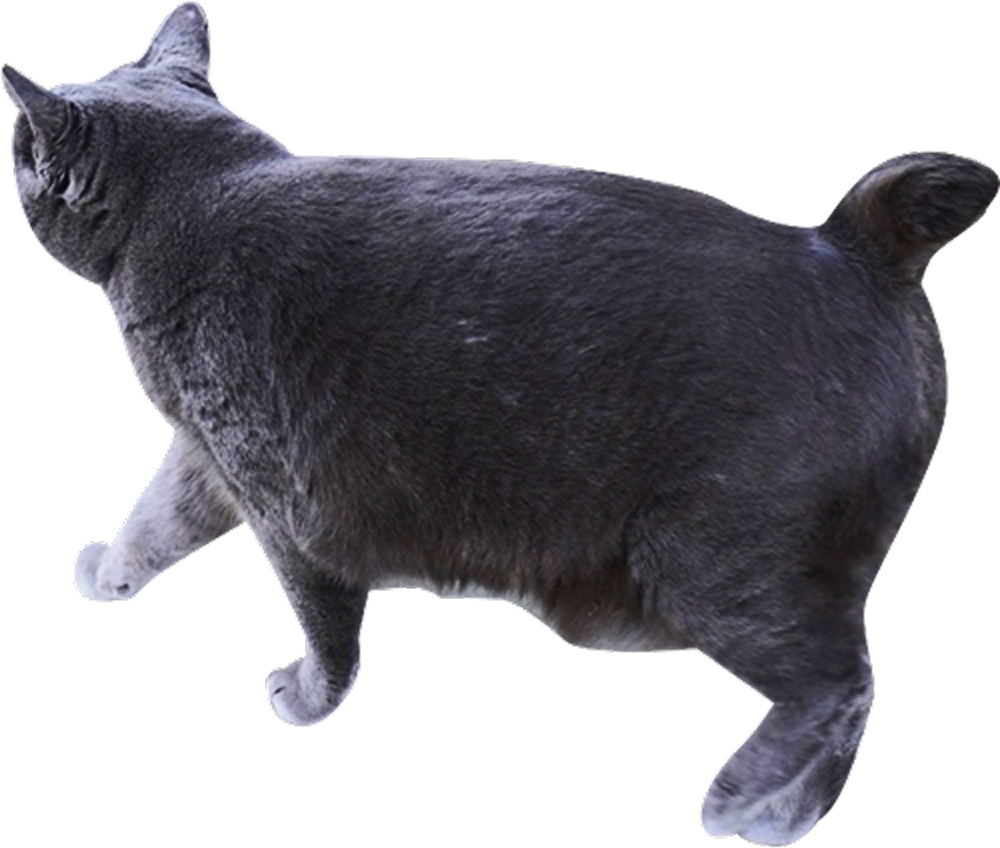 後ろ向きの黒猫