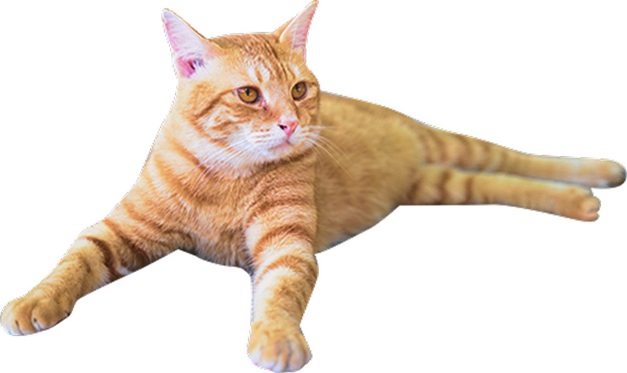 寝そべっている茶猫